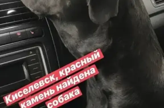 Собака найдена на Весенней 14 в Киселёвске
