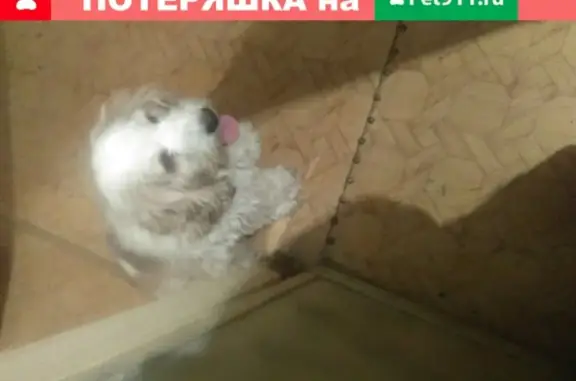 Найдена собака на улице Тельмана в Ульяновске