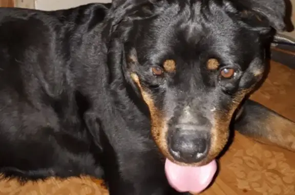 Найдена собака в Заводском районе, без ошейника