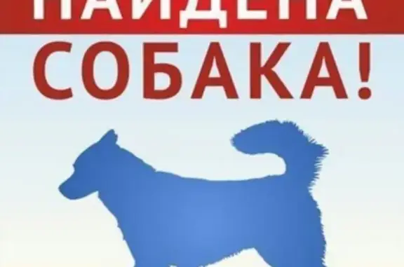 Собака-овчарка найдена в Сергиевом Посаде, дом 5, микрорайон Семхоз.