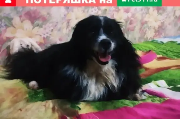 Пропала собака в Затоне, Сыктывкар, Республика Коми
