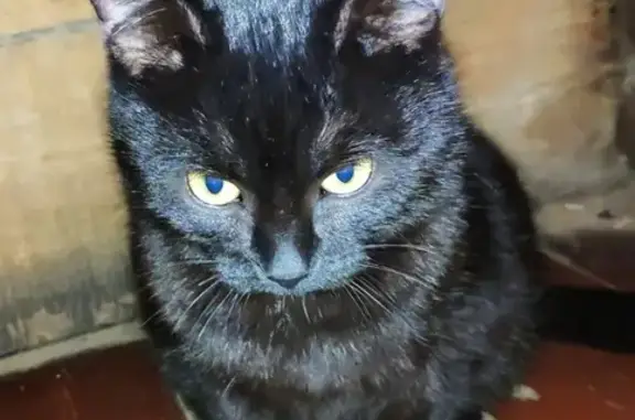 Пропал черный кот с ошейником в Юрьевце