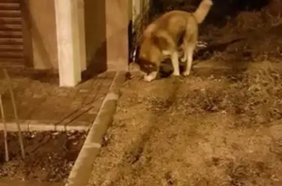 Собака найдена на ул. Кореновская, Краснодар.