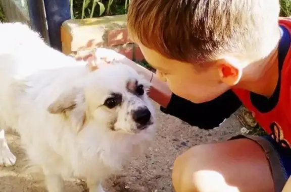 Собаки потеряшки, село Николо-Берёзовка, фото: Потеряшка собака Чапа в Николо-Березовке