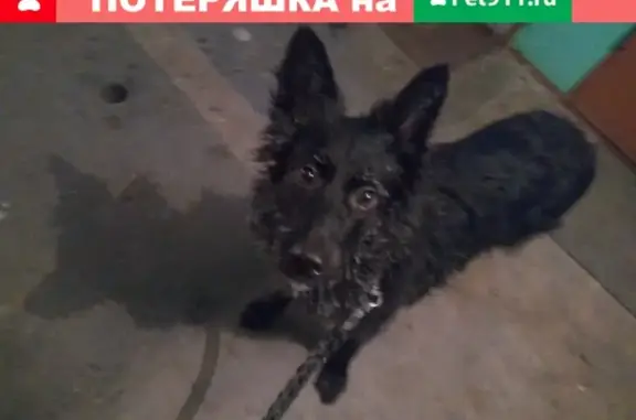 Найдена собака в Ангарске, 8 мкр.