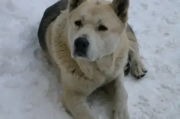 Найден крупный пес без ошейника в Гатчине