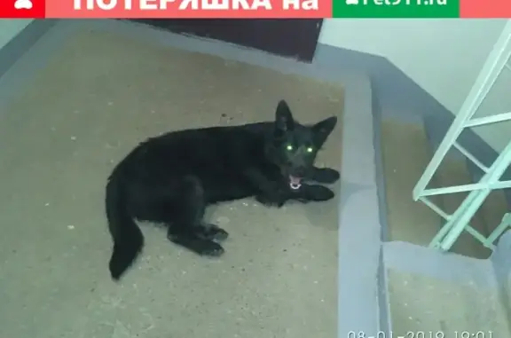 Найдена домашняя собака в Омске.