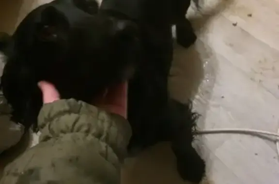 Найдена собака возле магнита на Фабрициуса в Сочи