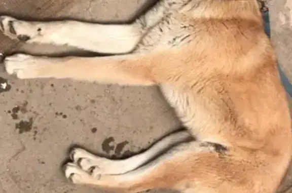 Найдена собака в Уфе на ул. Революционная