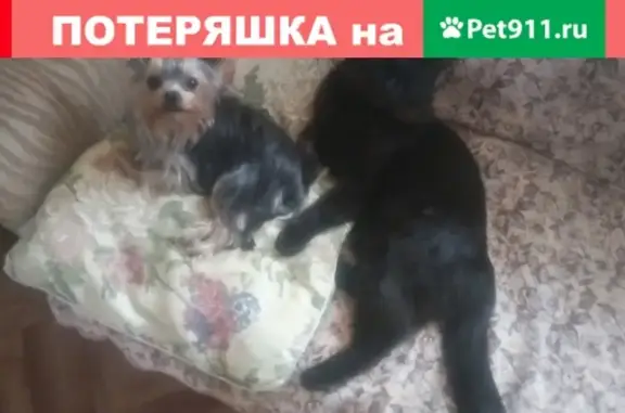 Пропали 2 котика в Городце, Фурманова, откликаются на Васю и Кузьму