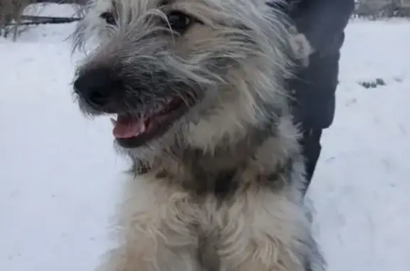 Найдена собака на ул. Рабиновича в Омске