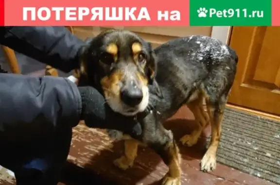 Собака найдена в Павлово-Посадском районе, СНТ Кулиги https://vk.com/id3025898