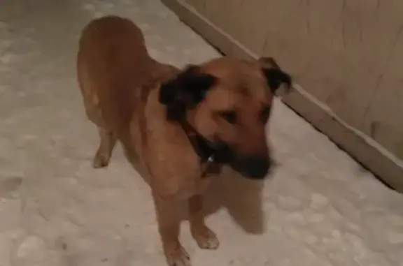 Найден пёс в поселке Карташевская