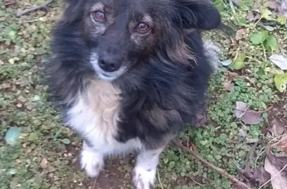 Пропала собака Жужа на Феодосийском шоссе в Керчи