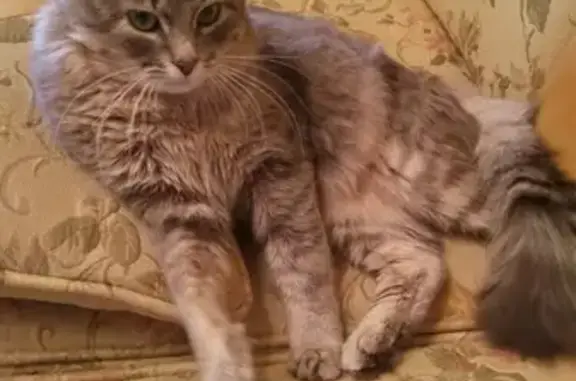 Кошки потеряшки, Саранск, фото: Потеряшка кот в районе Кооперативного института, помогите найти!