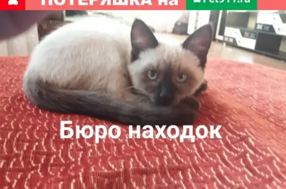 Пропала сиамская кошка в Северодвинске, район Комсомольской 39
