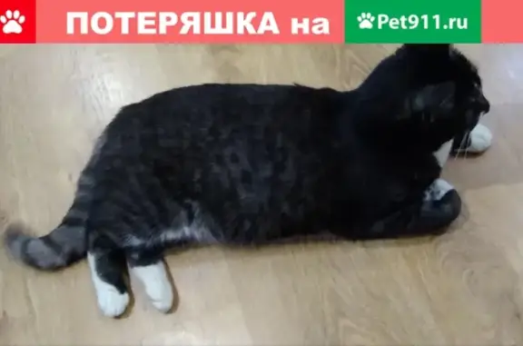 Найдена кошка на Серебрянке, ищем хозяев, тел. Наталья