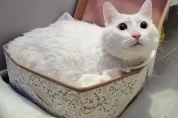 Найден белый кот на Левенцовке, ищу хозяев