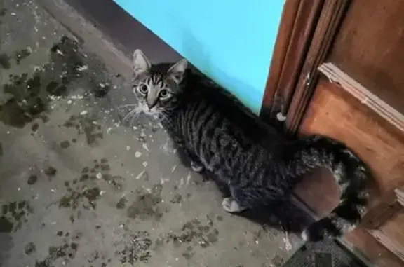 Найден домашний кот на ул. Белы Куна, СПб, Фрунзенский район