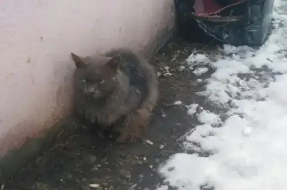 Найден кот в Электрогорске, МО.