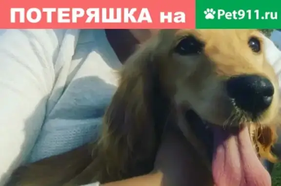 Пропала собачка в Усть-Лабинске