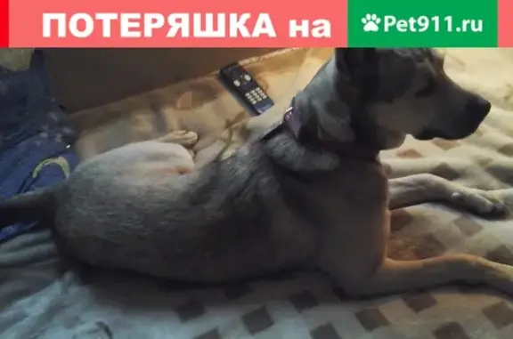 Пропала собака в Новом Токсово-Парковой, нужна помощь!