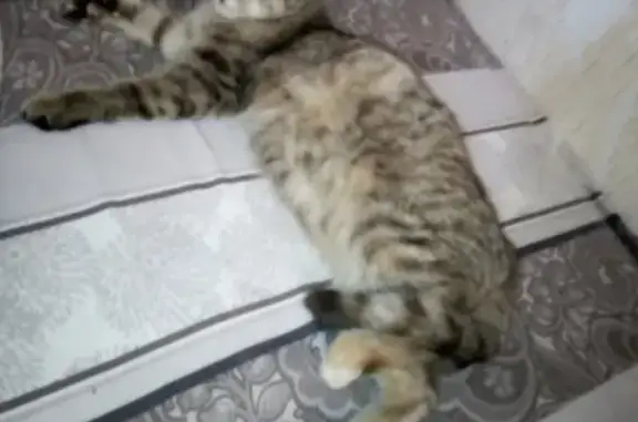 Найдена домашняя кошка на Гавриловском тракте в Воткинске