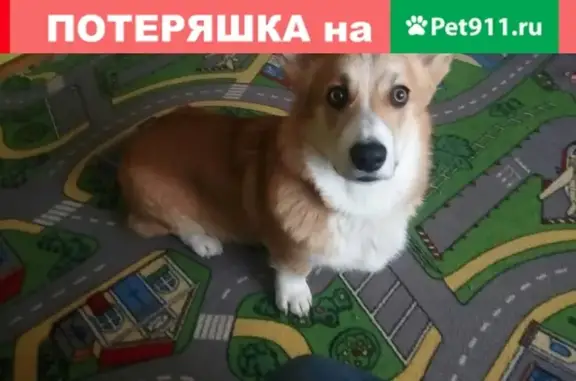 Пропала собака в Ижевске, вознаграждение.