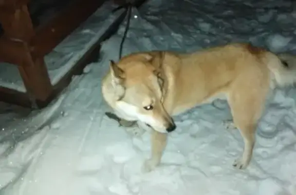 Найдена собака в Жуковском районе!