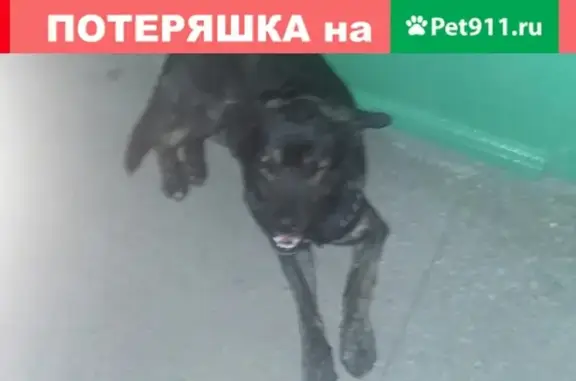 Найдена крупная и добрая собака в Магнитогорске