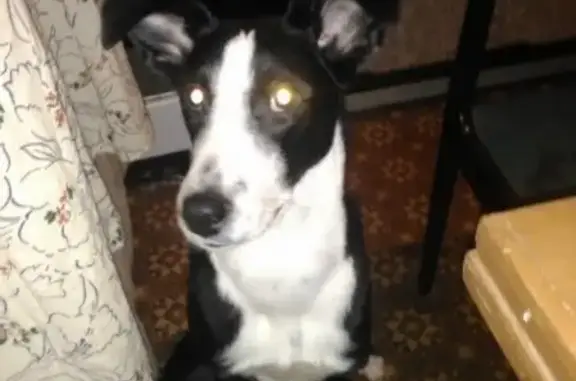 Пропала собака Нельма в Орехово-Зуево