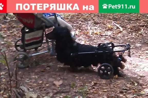 Пропала собака Ник в Раменском МО, на коляске, задние лапы парализованы