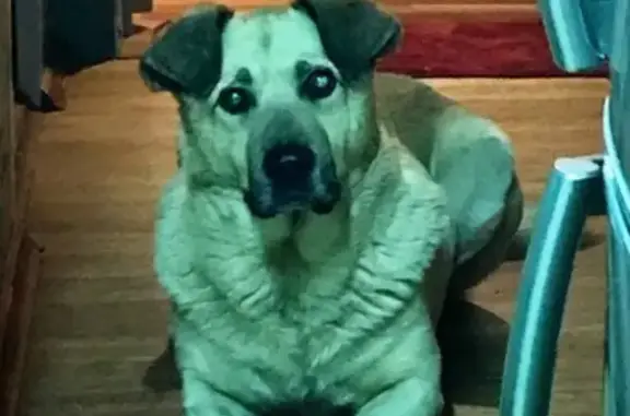 Собаки потеряшки, Тверь, фото: Потеряшка собака Шарик в Пролетарском р-не, Тверь