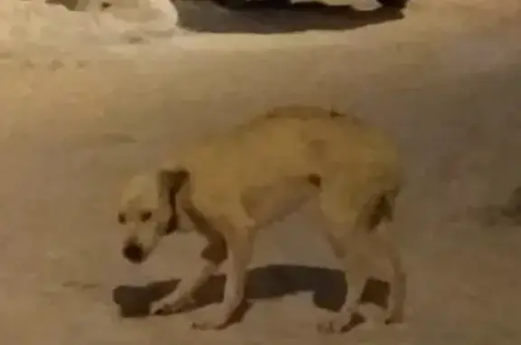 Найден крупный пёс на улице Путейская
