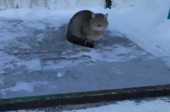 Найдена кошка на Шахтеров 91а, ищем хозяина!