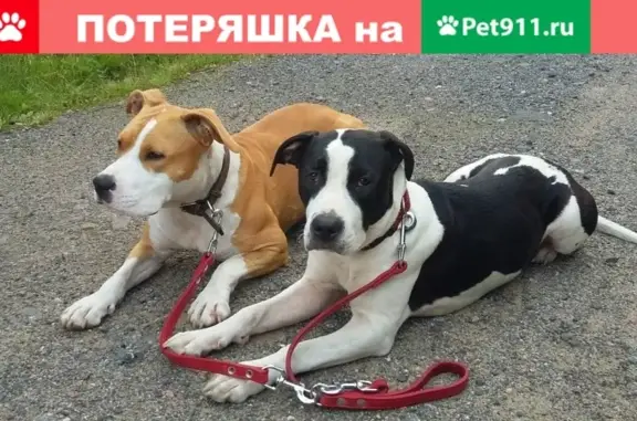 Пропали две собаки в Ленинградской области, нужна помощь в поиске!