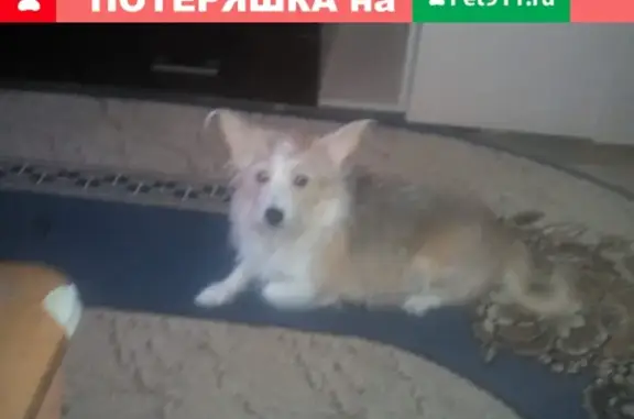 Пропала собака Белка в Дзержинске, Нижегородская область