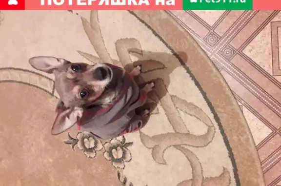 Пропала собачка в Новых Дарковичах