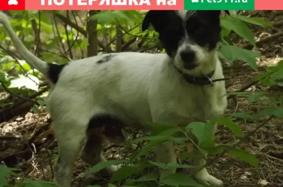 Пропала собака в Жигулевске, Самарская обл.