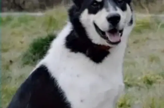 Найден умный и ласковый пес Рэй в Ногинске