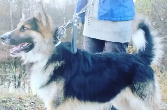Найден добрый пес Бой в Ногинске