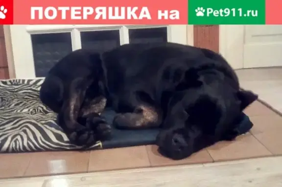 Найдена собака Кане-Корсо в Солнечногорском районе, Московская обл.