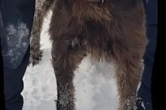 Найдена домашняя собака в Томске, пос. Просторный.