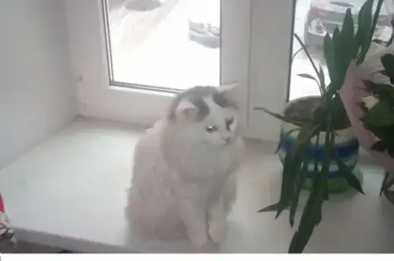 Белый котик с серыми пятнами найден на Мытнинской