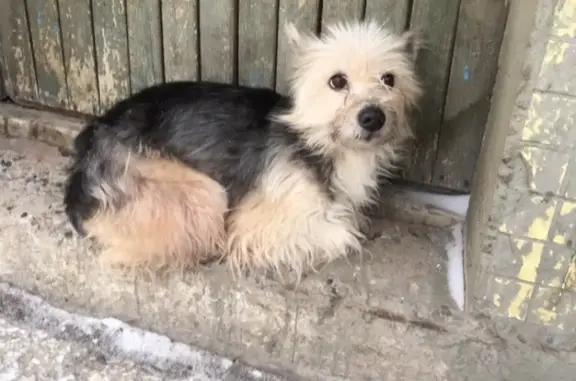 Найдена собака на Пр. Ленина 143, Кемерово