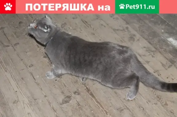 Найден кот на ул. Профсоюзная, Томск.