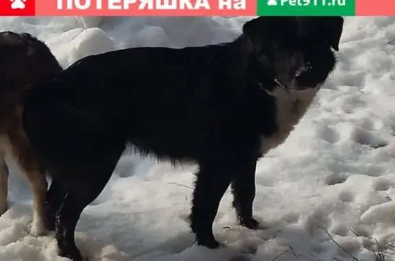 Пропала собака в Балахне, район цыганского поселка