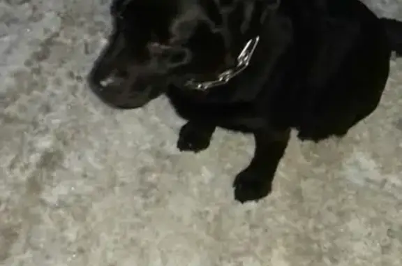 Пропала породистая собака в Кулебаках, Нижегородская область