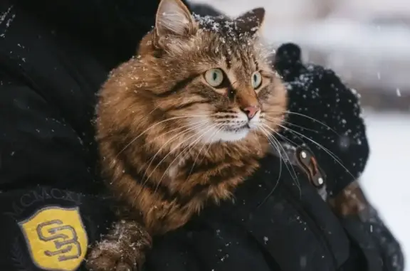 Пропал сибирский кот на ул. Ломоносова, Воронеж