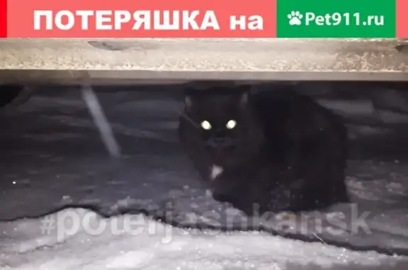 Найдена кошка на улице Блюхера, Новосибирск